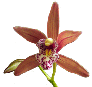 Cymbidium Cyperfolium