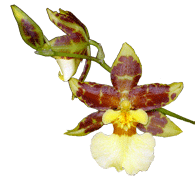 Wilsonara - Oncidium Intergeneric