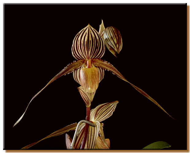 Paphiopedilum Saint Swithin