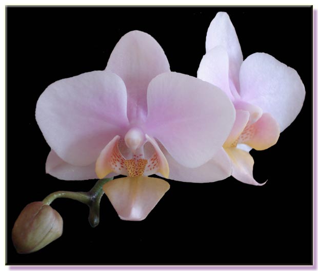 Phalaenopsis Hos Little Amaglad