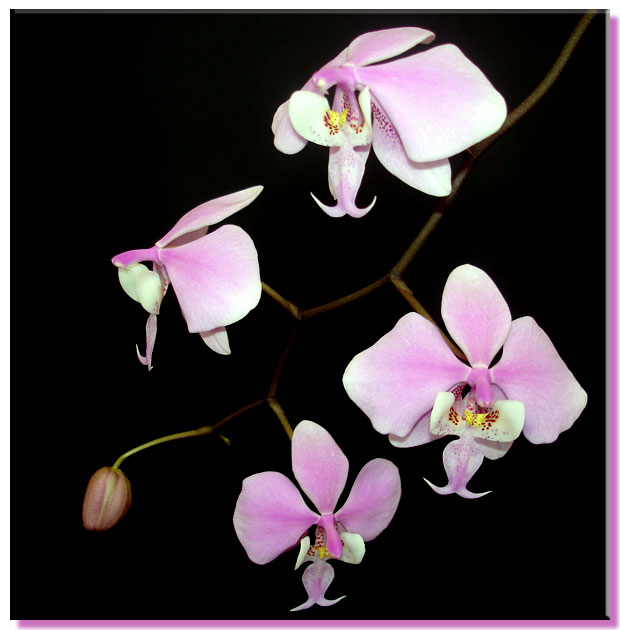 Phalaenopsis Stuartiana