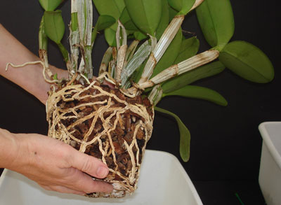 Repot Orchid