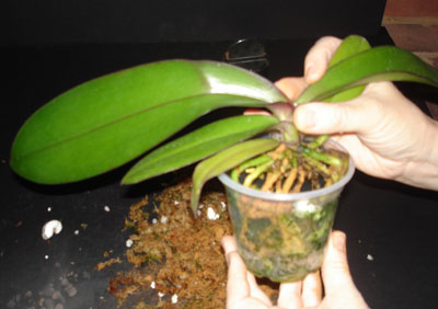 Repot Orchid