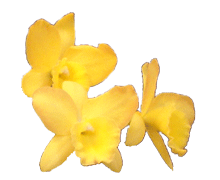 Cattleya