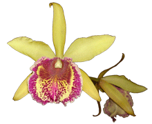 Cattleya dowiana