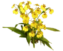 Oncidium Gower Ramsey