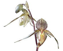 Paphiopedilum Saint Swithin