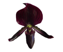 Paphiopedilum