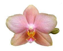 Phalaenopsis