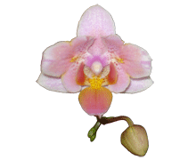 Phalaenopsis